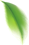upper leaf image